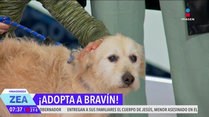 ¡Adopta! Bravín es un perrito que están en busca de una familia