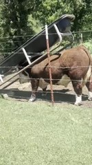 Mini Hereford Bull Plays With Tub