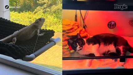 Cat and Lizard Have a 'Freaky Friday Moment,' Surprise Owner with Major Switch-Up