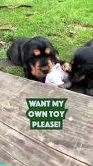 Chiot mignon préfère récupérer son jouet à lui !