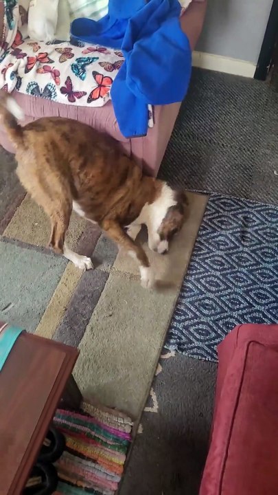 Quand tu devais aspirer avant de baigner le chien, c’était la poussière.