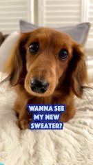 Le Chien Adore Son Pull Mignon!