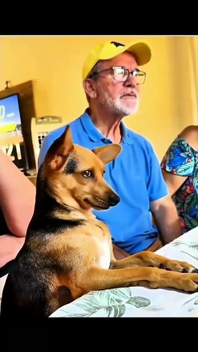 Rires canins garantis 🐕