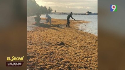 Sargazo arropa la Playa de Boca Chica | El Show del Mediodía