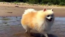 Os animais mais fofos do mundo N•492