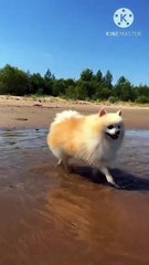 Os animais mais fofos do mundo N•492