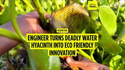 Kenyan engineer turns deadly water hyacinth into eco-friendly innovation