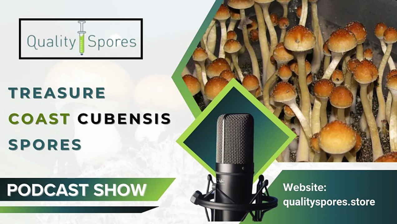 Treasure Coast Cubensis Spores for SaleMushroom Spores OnlineSpore Syringes