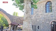 Diyarbakır’ın Ortasında Ağaç Katliamı