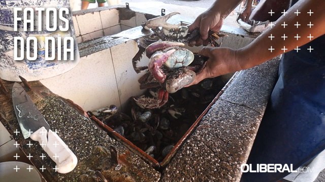 Apesar de leve recuo em agosto, preço do caranguejo médio tem alta de 15,52% no ano em Belém