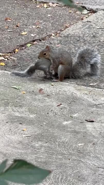 Squirrel Carries Baby Up Tree