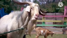 Os animais mais fofos do mundo N•497