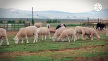 Os animais mais fofos do mundo N•498