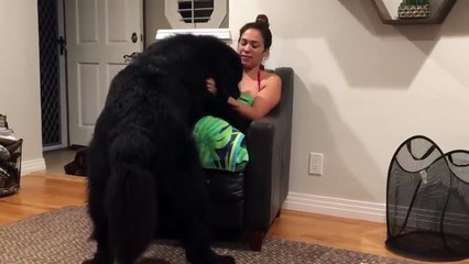 Massive Newfoundland thinks he's a lap dog