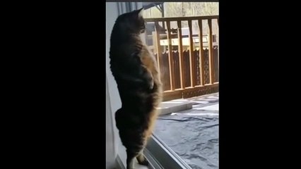 [Le Chat Rigolo] Video 19