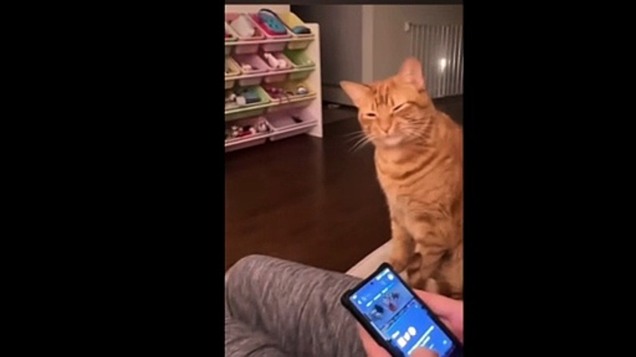 [Le Chat Rigolo] Video 11
