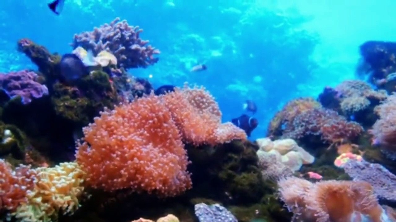 UNDERWATER PARADISE