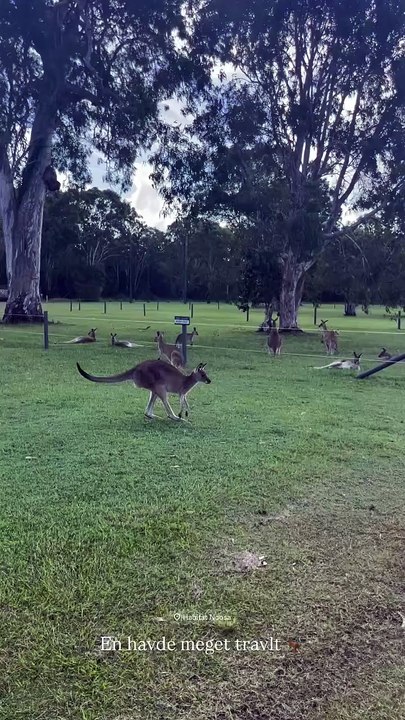 Welcome to Australia 🇦🇺