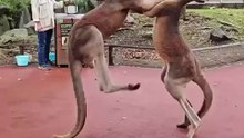 Welcome to Australia 🇦🇺