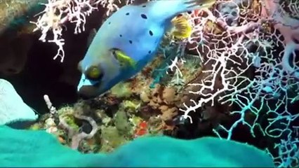 UNDERWATER EDEN OF RAJAAMPAT