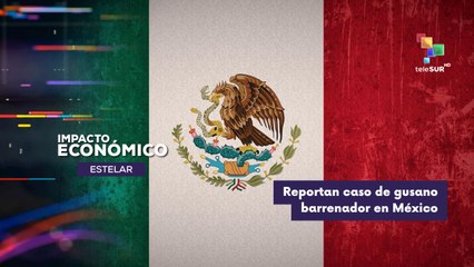 Caso de gusano barrenador en México IMPACTO ECONÓMICO ESTELAR 24-09-2025