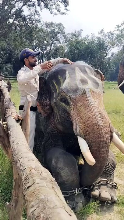 बांधवगढ़ में हाथी महोत्सव, नदी में स्नान के साथ ही शुरू हो जाता है सेवा सत्कार, जानिए क्या-क्या खास