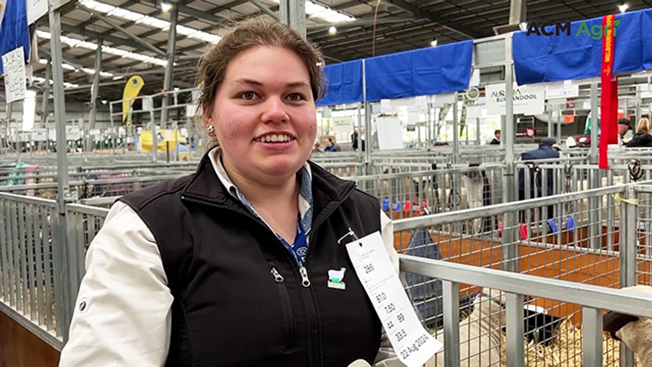 Champion Hampshire Down ewe at Melbourne Show