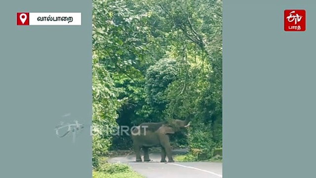 நா ரெடிதான் வரவா - ஹாயாக சாலையில் உலா வந்த ‘கொம்பன் கபாலி’ காட்டு யானை!