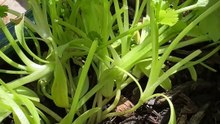 Coriander Potting Secrets: Protect the Taproot for a Bountiful Harvest