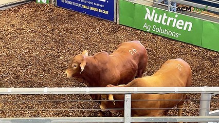 Top-priced bull at Cap Droughtmaster Sale