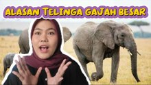Mengapa Gajah Memiliki Telinga Besar? Ini Penjelasannya