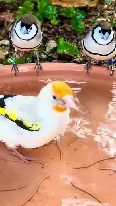 Aviary Finches Bathing _birds _birdsavairy _bird _finches _finch