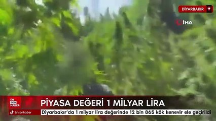 Diyarbakır’da 1 milyar lira değerinde 12 bin 865 kök kenevir ele geçirildi