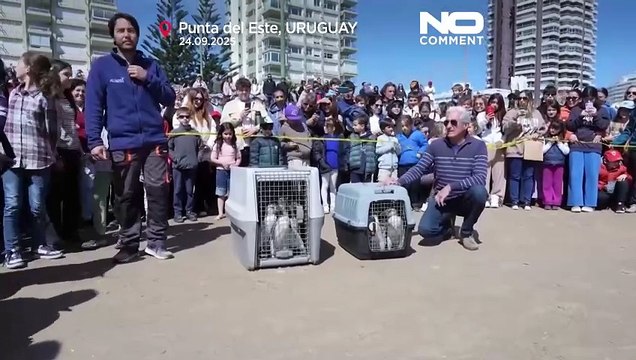 Nine Magellanic penguins released into the sea after rehabilitation in Uruguay
