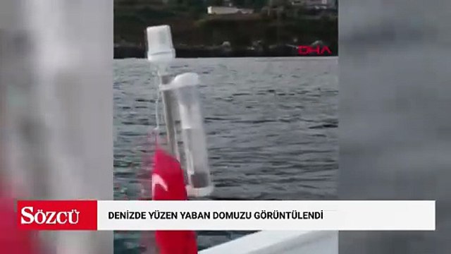 Denizde yüzen yaban domuzu görüntülendi