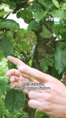 Comment bien choisir ses arbres fruitiers à planter selon leur forme ?