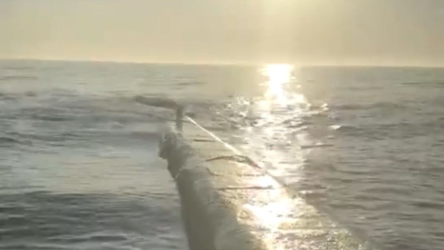 French Bulldog learns that attempting to walk on water quickly turns into swimming practice