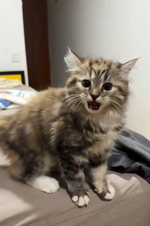 cute animals 🐓😂cute pets #viral #cat #cuteanimal