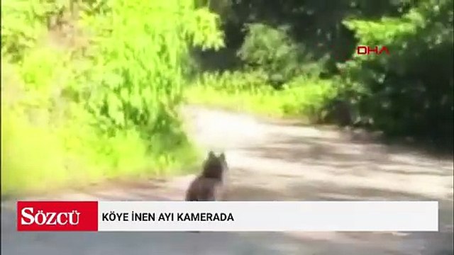 Köye inen ayı kamerada