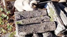 Cat & Final Rays of Summer—and Loves Every Second! #cat #funny #funnycats #shorts #viralcats #fyp #cute