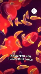 Ce parasite peut te rendre stérile ?