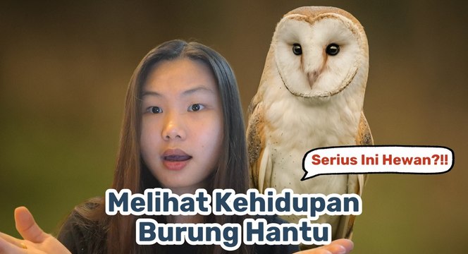 Mengenal Burung Hantu, Penguasa Malam yang Misterius-Serius Ini Hewan?
