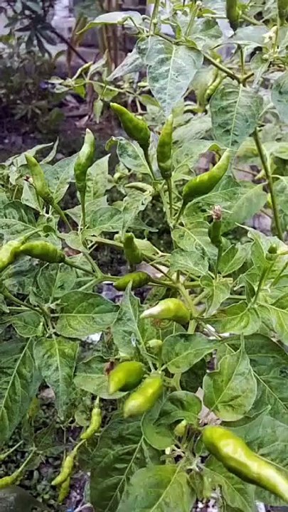 Cabe rawit hijau