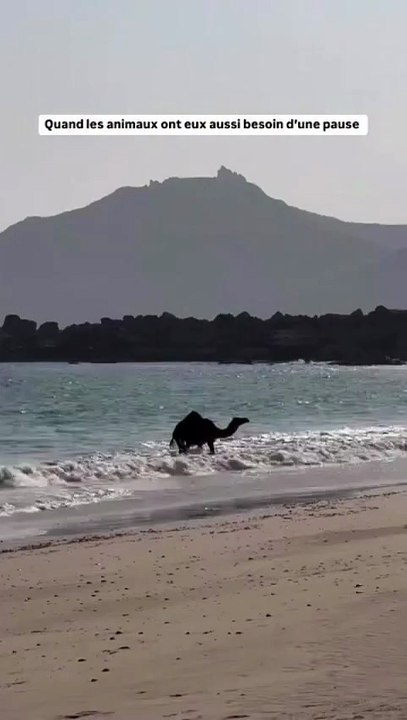 🌊🐪 Même les rois du désert ont besoin d’une pause