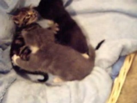 Les chatons qui jouent