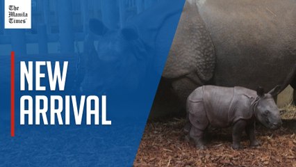 Baby rhino makes debut at French zoo