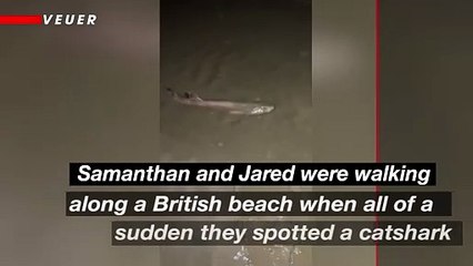 Sharks on a Beach in the UK? This Video Will Give You Chills