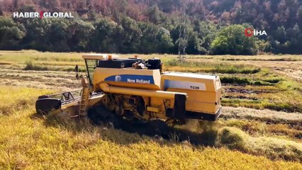 Karabük'ün beyaz altınında hasat zamanı: Verimlilik yüzde 40 düştü