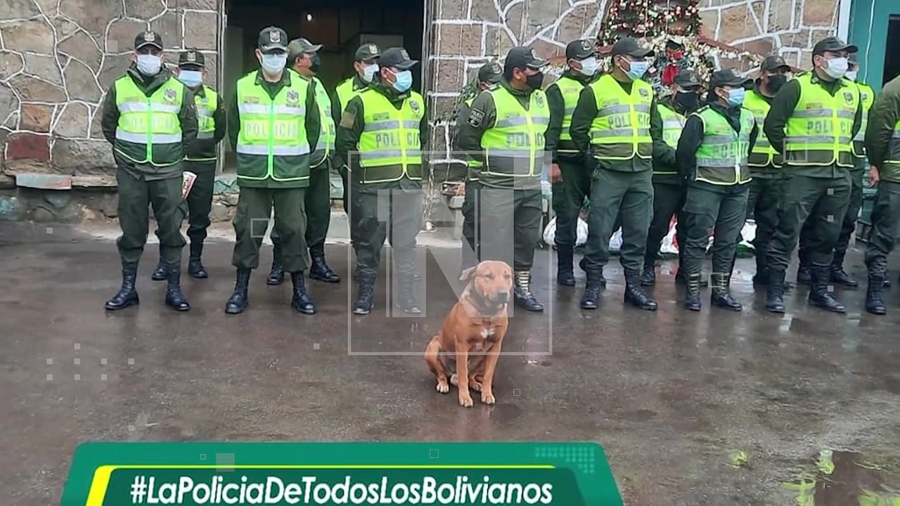 Mauser, el sargento de cuatro patas, ahora bajo cuidado en Zoonosis