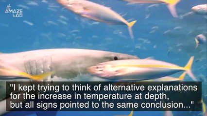 Sharks Eating Each Other? This is Not a Cool Thing But a Dangerous One!